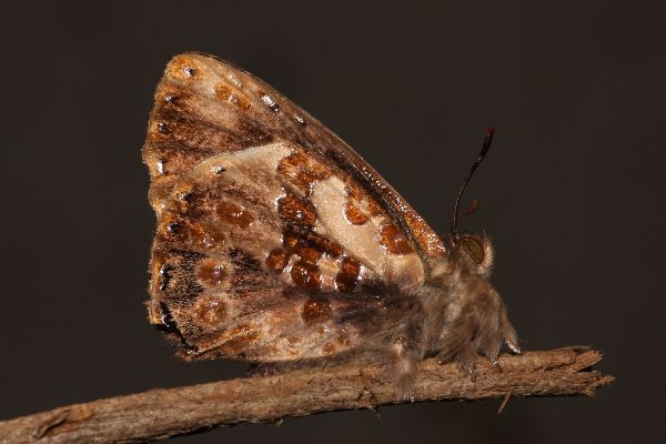Lachnocnema reutlingeri male UNS